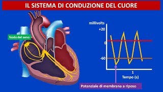 Anatomia e fisiologia cardiovascolare il sistema di conduzione del cuore [upl. by Branscum405]