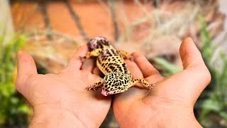 🌿 I BUILT A BIOACTIVE VIVARIUM FOR MY LEOPARD GECKO  TERRAQUAMAN [upl. by Drof569]