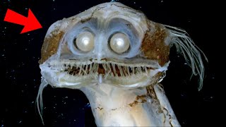 Top 10 Most UNUSUAL Deep Sea Creatures Ever Discovered [upl. by Libbi330]