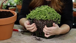 How and When to Repot Senecio String of Pearls [upl. by Yawnoc]