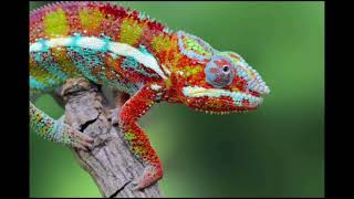 Check out these Amazing Reptiles and Amphibians reptile comododragon chameleon camouflage [upl. by Lowson]