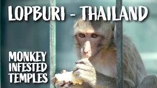 Lopburi Khmer Temples and Monkey Tour  Thailand 2019 [upl. by Jeannine]