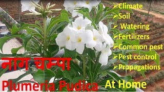 How to Grow and Care Naag Champa  Plumeria Pudica  Bridal Bouquet  at home and apartments [upl. by Lisette240]