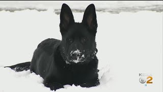 Military Veteran And His Dog Help Stop An Intruder [upl. by Alyat543]