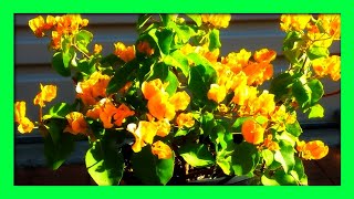 Grow Bougainvillea From Cuttings  How To Propagate Bougainvillea Without Rooting Hormone [upl. by Tamaru]