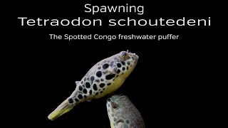 Breeding Tetraodon schoutedni  The Spotted Congo Puffer [upl. by Adnawyek492]