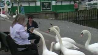 Hand Feeding Swans on Lake Windermere Lake District England [upl. by Annawek]