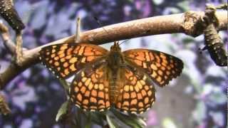 Butterflies Natures Miracles DVDBlueRay Movie Part 35 V12088c [upl. by Ramedlav]