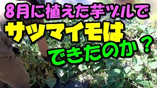 サツマイモの育て方 8月に植えて収穫できるのか 結果発表【家庭菜園】 [upl. by Kilan]