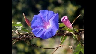 How to grow Morning Glory vine [upl. by Alyam]