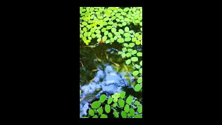 🌿 SALVINIA PLANTED TANK WITH MIXED GUPPY TANK🌿 shorts [upl. by Angeli902]