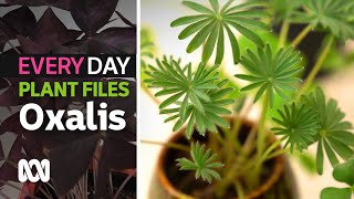 Rare oxalis collection plant tour ☘  Everyday Gardening  ABC Australia [upl. by Oiratnom]