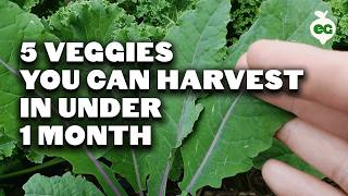 5 Fast Growing Veggies You Can Harvest in Under 1 Month [upl. by Daney]