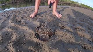 STONE FISH  Tannum Sands QLD AUSTRALIA [upl. by Englis]