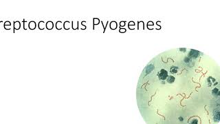 Batteriologia  lezione 7 Streptococcus Pyogenes [upl. by Nodnahs]