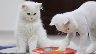 Cats Playing With Toys Compilation [upl. by Birch]