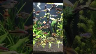 150 Gallon Planted Rainbowfish Tank [upl. by Daphna233]