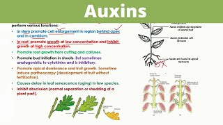 Auxins  Plant Hormones [upl. by Elocen822]