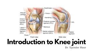 Knee joint  Introduction [upl. by Yrbua]