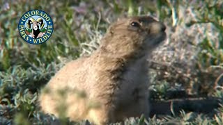 Prairie Dogs in Colorado [upl. by Lahsiv]