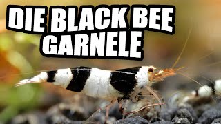 Black Bee Garnele  Bienengarnele  Alles zur perfekten Haltung  Guide für Caridina Zwerggarnelen [upl. by Drazze]