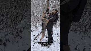 The Czechoslovakian Wolfdog experiment 🐺 czechoslovakianwolfdog [upl. by Chee550]