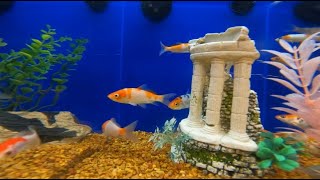 Aquarium Screensaver  Beautiful Fish  Relaxing Water Stream Noise  Full Night Sleep Water Sound [upl. by Gapin]