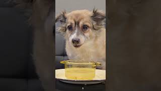 Sushi vs Soup Where’s the Meat  Funny Dog Taste Test dogasmr dogsoup dogshorts petasmr [upl. by Gottfried479]