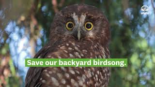 Attract native birds to your backyard  Auckland Council [upl. by Theodore]