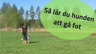 Så lär du hunden att gå fot [upl. by Aivalf47]