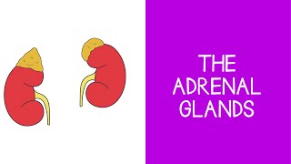 55 Endocrine The Adrenal Glands [upl. by Baxy]