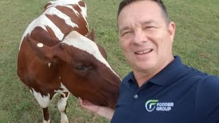 Why Floridas Hydroponic Cattle Feeding Technology is AMAZING [upl. by Akiraa855]