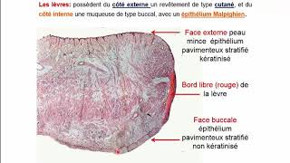 Histologie de lappareil digestif  Pr A Fakhri [upl. by Ilrak]