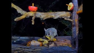 Ever Wonder What Sound a Bush Baby Makes  South Africa Feeder Cam BWHQ [upl. by Hoeg931]