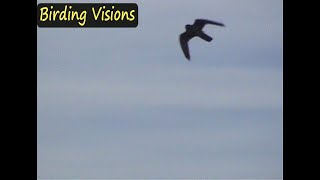 Merlin in flight  Birds of Norway [upl. by Harcourt]