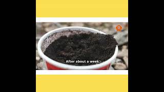 DIY  How to Grow Maggots for Chicken Feed [upl. by Anhoj924]