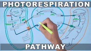 Photorespiration Pathway [upl. by Blanding484]