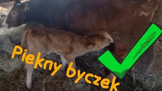 Nowy byczek Limousine Ciężki poród [upl. by Maddie]