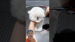 Reaction cute dog dog doghome cute handsomepet pets puppy pomeranian doglover [upl. by Xylon]