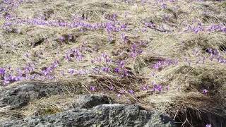 Raiul branduselor din valea Sambetei [upl. by Imoen]