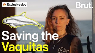 Saving the Vaquitas [upl. by Adala668]