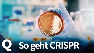 Neue Gentechnik Forscher lieben die CRISPRCas Methode  Quarks [upl. by Sterling947]