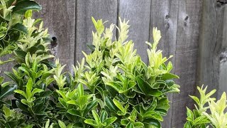 Euonymus “Paloma Blanca” in Planter A Month After Spring Preparation May 24 [upl. by Ormand]