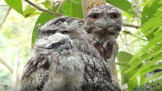 Living with Tawny Frogmouths [upl. by Sigler159]