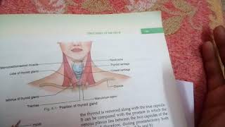 DEEP CERVICAL FASCIA part 3pretracheal fascia [upl. by Annahsar]