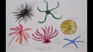 How to Paint an Echinoderm [upl. by Kristianson]