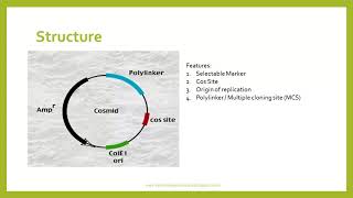 Cosmid Plasmid Vector [upl. by Duky]
