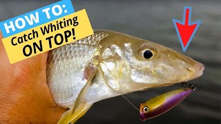 HOWTO Catch Whiting On Surface Lures While Wading [upl. by Ennaillek]