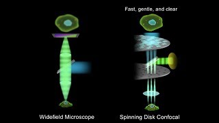 Olympus IXplore Spin Spinning Disk Microscope [upl. by Trev]