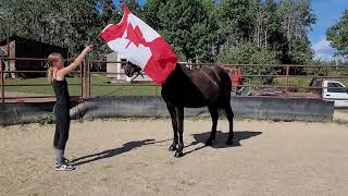 Canadian Hay Ranch  Easy going Canadian Horse  Jenga For Sale [upl. by Hbahsur191]